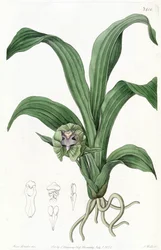 Pabstia viridis